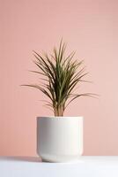 foto di dracaena marginata nel minimalista pentola come pianta della casa per casa decorazione isolato su bianca tavolo su rosa sfondo. generativo ai