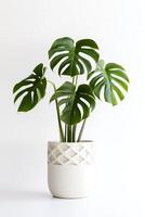 foto di Monstera nel minimalista pentola come pianta della casa per casa decorazione isolato su bianca sfondo. generativo ai