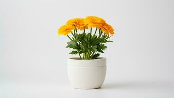 foto di calendula nel minimalista pentola come pianta della casa per casa decorazione isolato su bianca sfondo. generativo ai