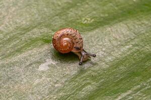 lumaca vagabondo asiatica foto