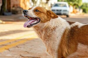 cane abbandonato su il strada foto