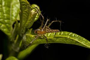 ragno lince maschio adulto foto