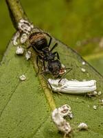 adulto femmina falegname formica interagendo con un alfiere scala insetto foto