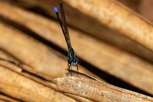 libellula adulta dalle ali strette foto