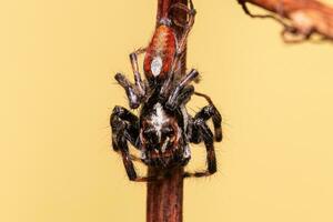 ragno saltatore maschio adulto foto