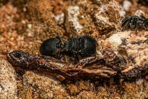 formica tartaruga adulta foto