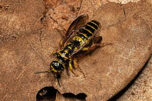 vespa tinnide fasciata del nuovo mondo adulta foto