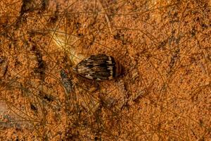 adulto predaceo immersione scarafaggio foto