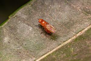 mosca acaliptrata adulta foto