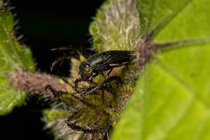 mosca con ali raffigurate per adulti foto