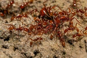 adulto femmina neivamyrmex esercito formiche foto