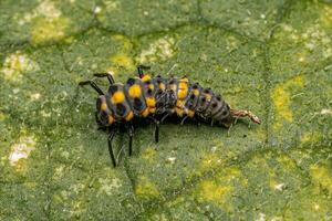 immacolato signora scarafaggio larva foto