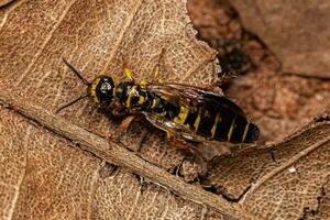 vespa tinnide fasciata del nuovo mondo adulta foto