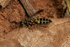 vespa tinnide fasciata del nuovo mondo adulta foto