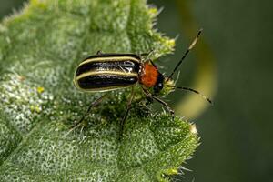 scarabeo delle pulci adulto piccolo foto