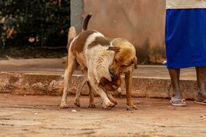 cane abbandonato su il strada foto