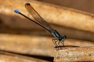 libellula adulta dalle ali strette foto