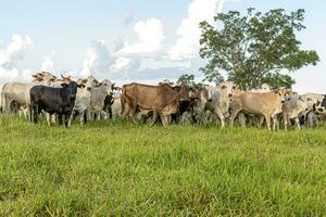 mucche nel un' pascolo campo per bestiame raccolta su un' azienda agricola foto