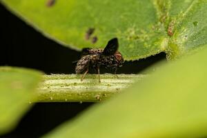 mosca con ali raffigurate per adulti foto