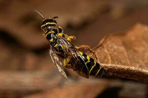 vespa tinnide fasciata del nuovo mondo adulta foto