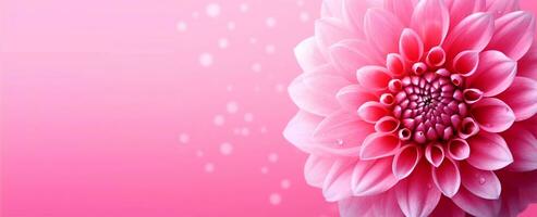 vicino su di bellissimo fiore su rosa sfondo e copia spazio, generativo ai foto