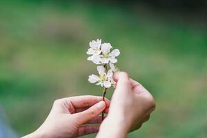 un' vicino su di un' fiore con il parola ciliegia su esso foto