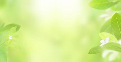 natura di foglia verde fresca su sfondo verde sfocato e sole con spazio copia per testo, pianta verde naturale per ecologia ambientale e concetto fresco, utilizzando come sfondo pagina di copertina e carta da parati