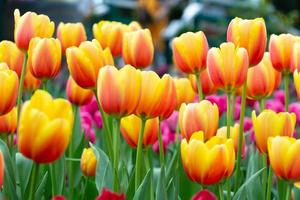 fiori di tulipano in giardino. colore arancione e rosa. foto