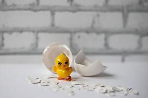 guscio d'uovo bianco di un uovo di gallina rotto con frammenti e un pollo covato isolato. Pasqua foto