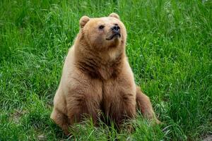 kamchatka orso nel il erba, ursus arctos beringianus foto