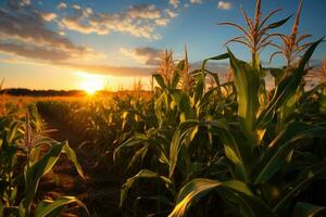 Mais nel agricoltura campo. foto