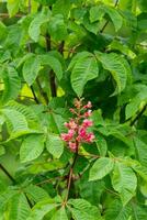 mazzo di rosa fiori di il cavallo Castagna albero foto