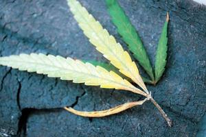 foglie di marijuana su legno.