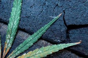 foglie di marijuana sul pavimento di legno. foto