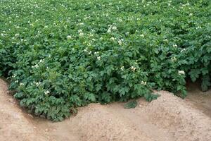 Patata fiori fioritura nel il campo. campo con fiorente Patata impianti foto