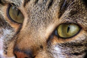 gli occhi di gatto foto