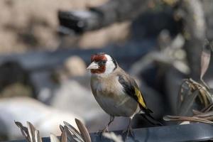 uccello cardellino appollaiato su un abbeveratoio foto