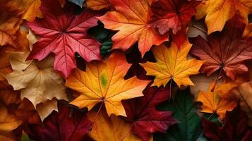 sfondo a partire dal colorato autunno acero le foglie foto
