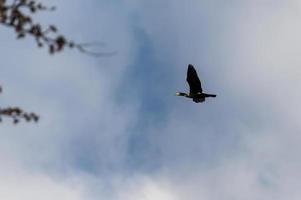 uccello cormorano comune in cerca di preda