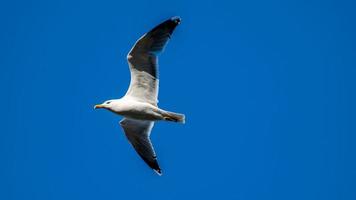 volo del gabbiano in cielo blu foto