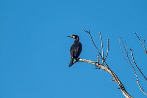 uccello cormorano posto su una pianta foto