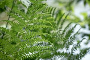 verde felce le foglie con dettagli come un biologico natura sfondo foto