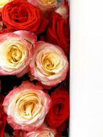 luminosa rosso e rosa-giallo Rose, verticale foto. decorativo struttura sfondo, naturale biologico pianta, bellissimo fiori, romantico e celebrazione, vacanza mazzo foto