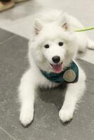 vicino su bello Samoiedo cane guardare su con carino viso foto