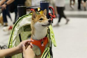 vicino su bello bianca Marrone shiba inu cane guardare su con carino viso nel il cane carrello nel animale domestico expo sala foto