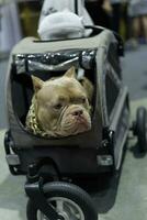 vicino su bello cucciolo fossa Toro terrier cane guardare su con carino viso nel il cane carrello nel animale domestico expo sala foto