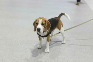 carino beagle cucciolo cane con cane guinzaglio su il pavimento nel il animale domestico expo con persone piedi foto