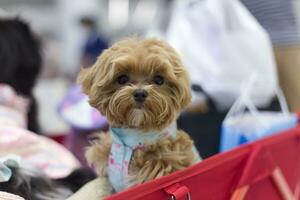 vicino su bello bianca Marrone pozzanghera cane guardare su con carino viso nel il cane carrello nel animale domestico expo sala foto