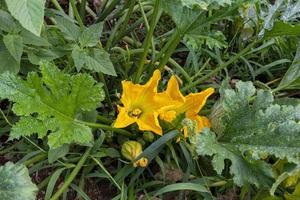 fiori di zucca pronti per gustosi piatti foto