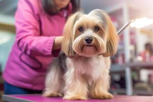 professionale animale domestico toelettatore come lei delicatamente finiture il pelliccia di un' soffice cane a un' governare salone. generativo ai foto